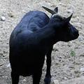 Камерунские козы